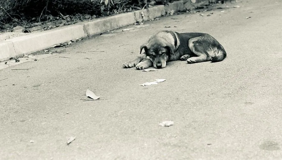 Un estudio revela que el 88% de los perros abandonados procede del entorno urbano