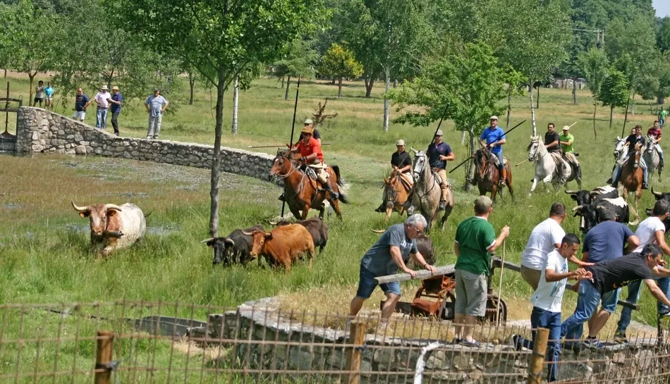 El encierro tuvo como escenario el Prado La Herradura | Fotos: Sara Bayón