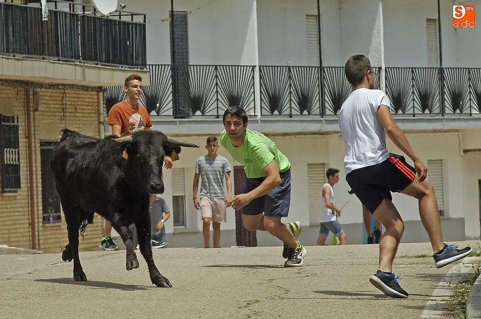 Foto 6 - Los j&oacute;venes se lo pasan en grande con la sesi&oacute;n callejera de vacas de El Payo  