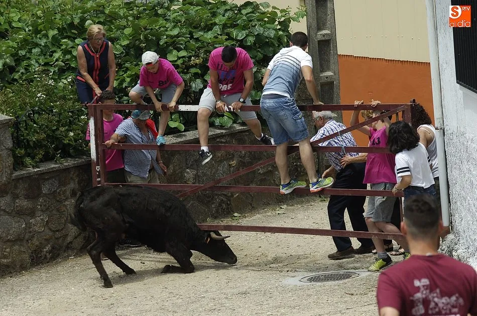 Foto 3 - Los j&oacute;venes se lo pasan en grande con la sesi&oacute;n callejera de vacas de El Payo  