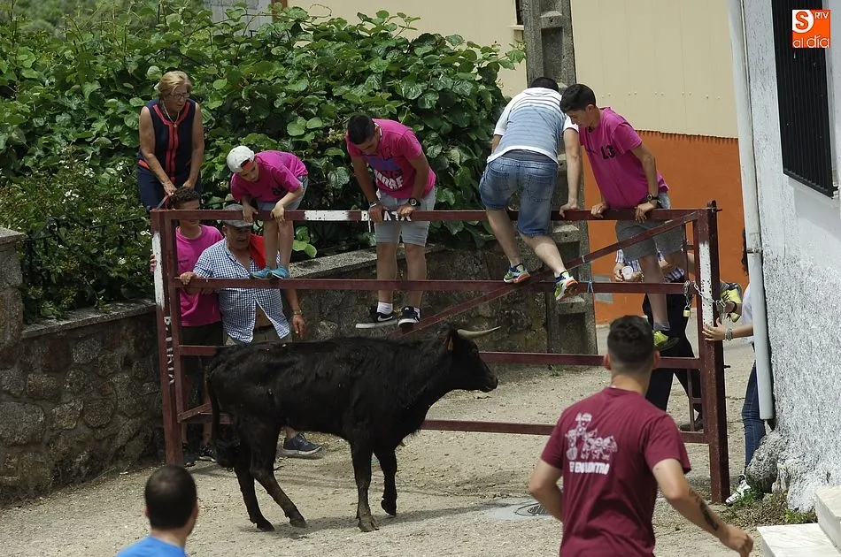 Foto 2 - Los j&oacute;venes se lo pasan en grande con la sesi&oacute;n callejera de vacas de El Payo  