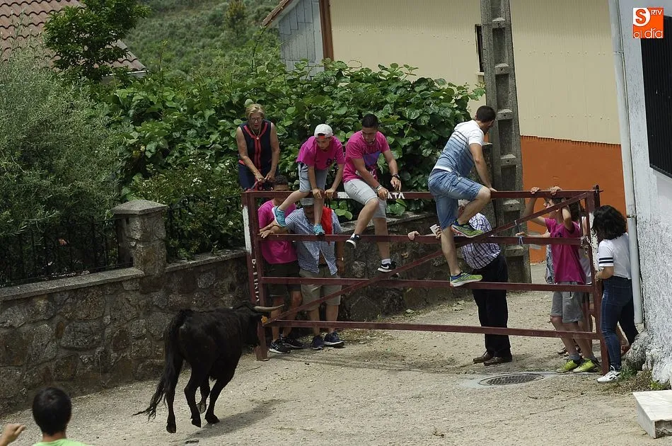 Foto 4 - Los j&oacute;venes se lo pasan en grande con la sesi&oacute;n callejera de vacas de El Payo  