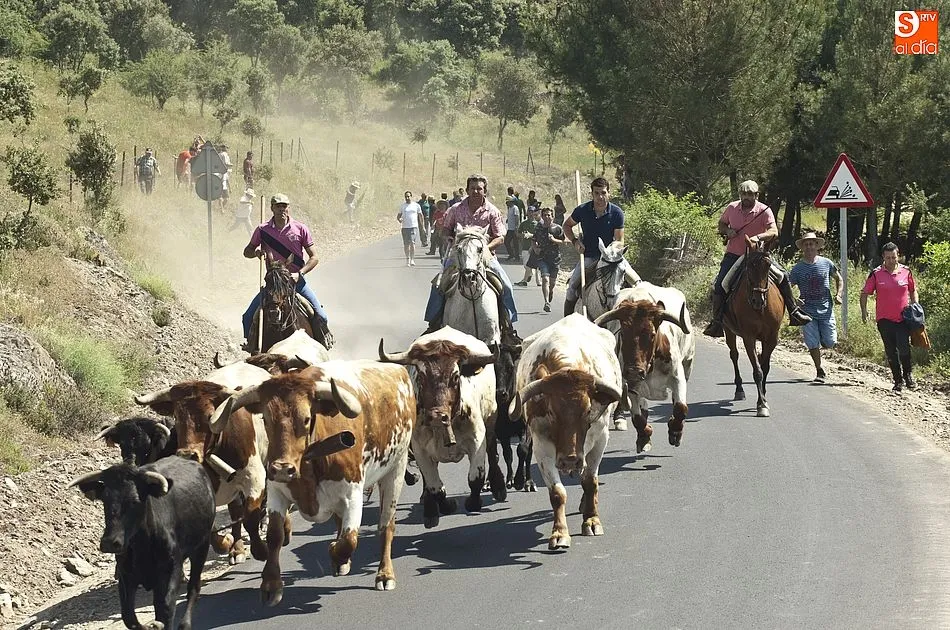 Llegada del encierro a la localidad | Fotos Adrián Martín