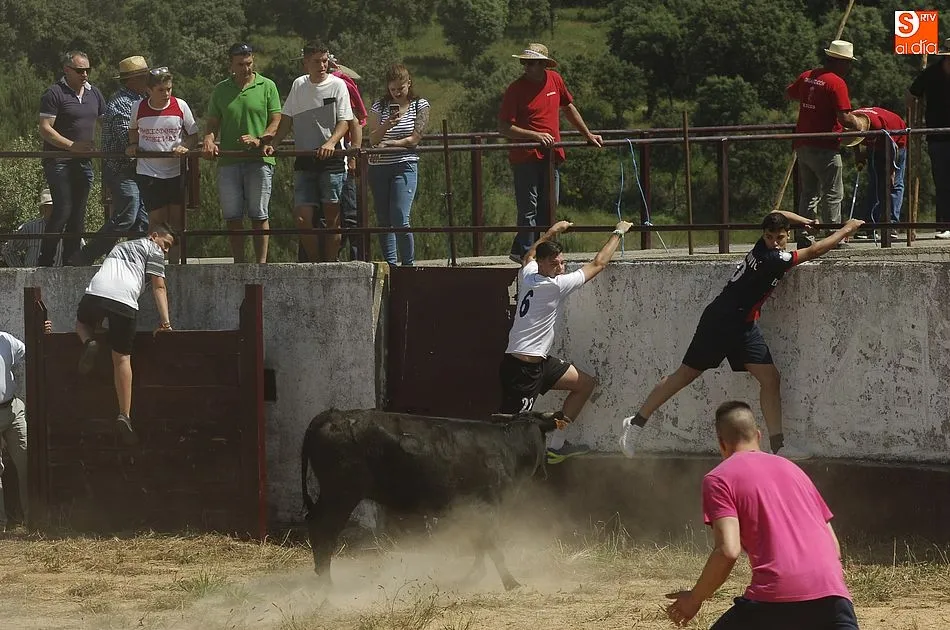 Foto 10 - Robleda disfruta de un encierro a caballo r&aacute;pido y compacto  