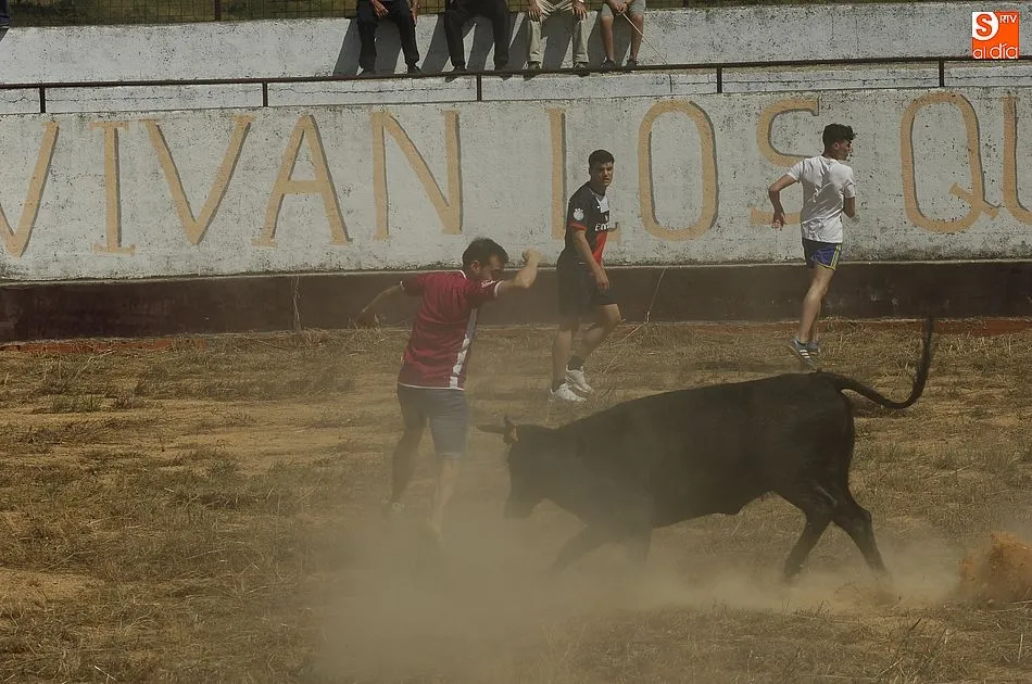 Foto 11 - Robleda disfruta de un encierro a caballo r&aacute;pido y compacto  