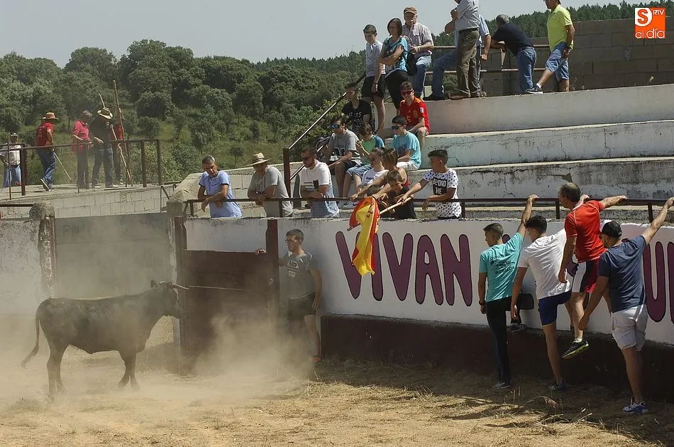 Foto 8 - Robleda disfruta de un encierro a caballo r&aacute;pido y compacto  