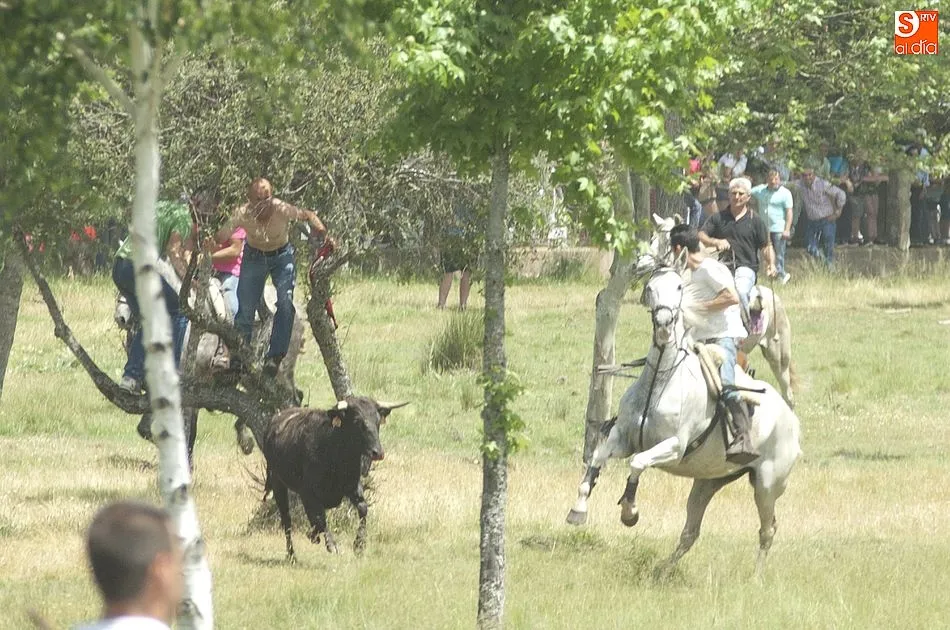 Foto 11 - Dos vacas rezagadas animan el encierro a caballo dominical de Navasfr&iacute;as  
