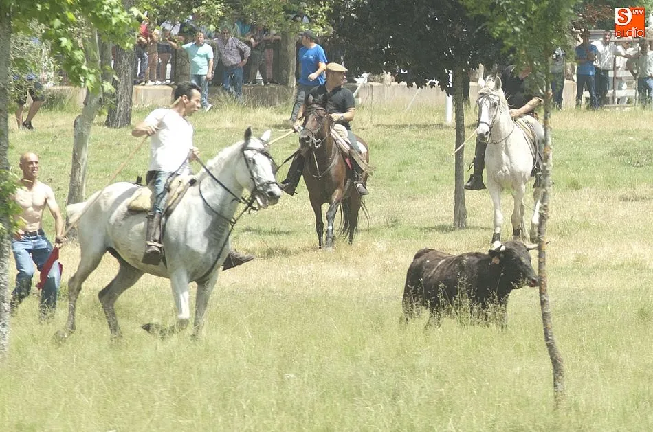 Foto 10 - Dos vacas rezagadas animan el encierro a caballo dominical de Navasfr&iacute;as  