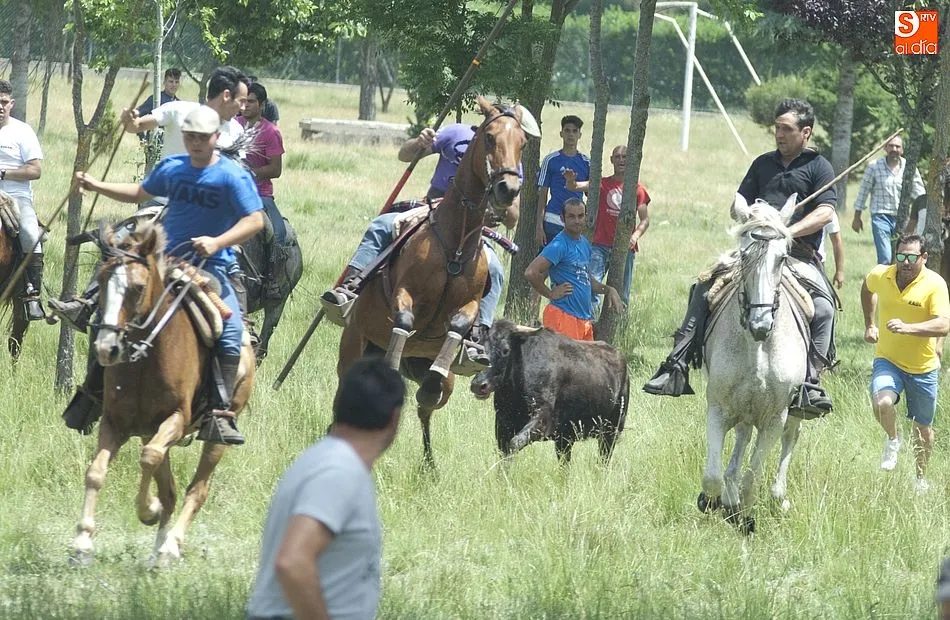 Foto 7 - Dos vacas rezagadas animan el encierro a caballo dominical de Navasfr&iacute;as  