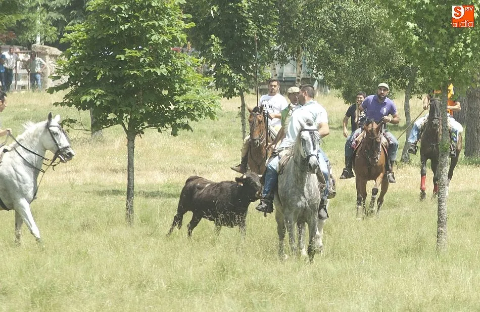 Foto 9 - Dos vacas rezagadas animan el encierro a caballo dominical de Navasfr&iacute;as  