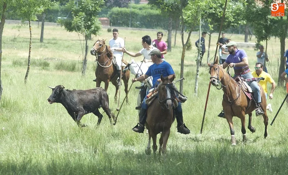 Foto 6 - Dos vacas rezagadas animan el encierro a caballo dominical de Navasfr&iacute;as  