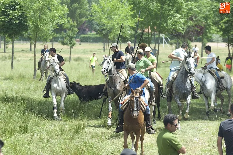 Foto 3 - Dos vacas rezagadas animan el encierro a caballo dominical de Navasfr&iacute;as  
