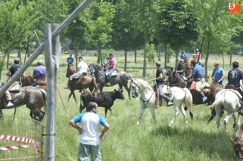 Foto 5 - Dos vacas rezagadas animan el encierro a caballo dominical de Navasfr&iacute;as  