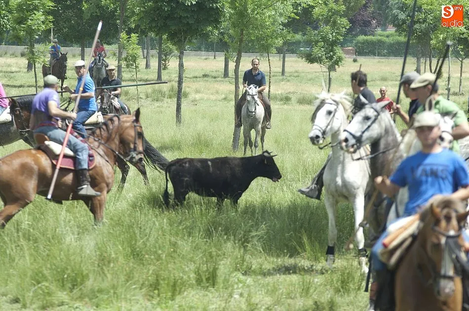 Foto 2 - Dos vacas rezagadas animan el encierro a caballo dominical de Navasfr&iacute;as  