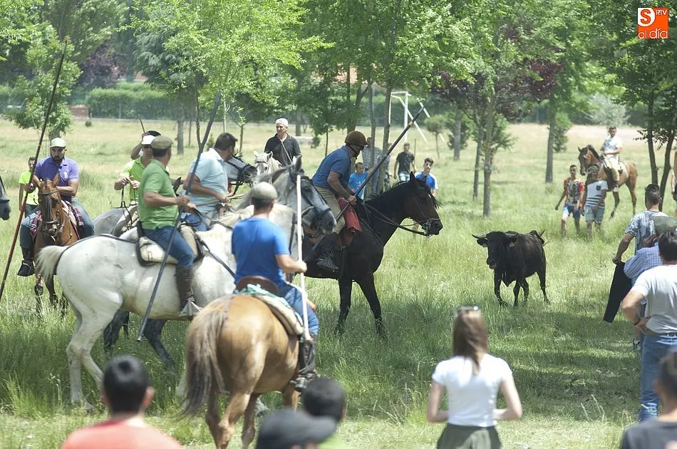 Foto 4 - Dos vacas rezagadas animan el encierro a caballo dominical de Navasfr&iacute;as  