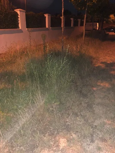 Foto 3 - El PP califica de dejadez la situaci&oacute;n generada en el parque El Inestal y pide mayor actuaci&oacute;n y...