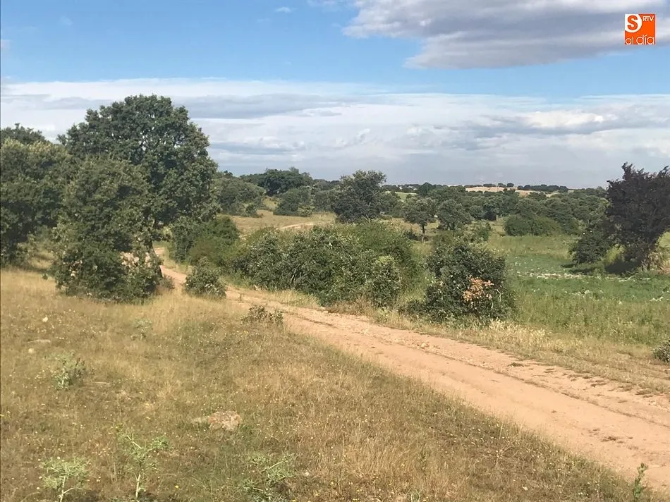 Foto 2 - Aparece un cuerpo en estado de descomposici&oacute;n en la urbanizaci&oacute;n El Encinar