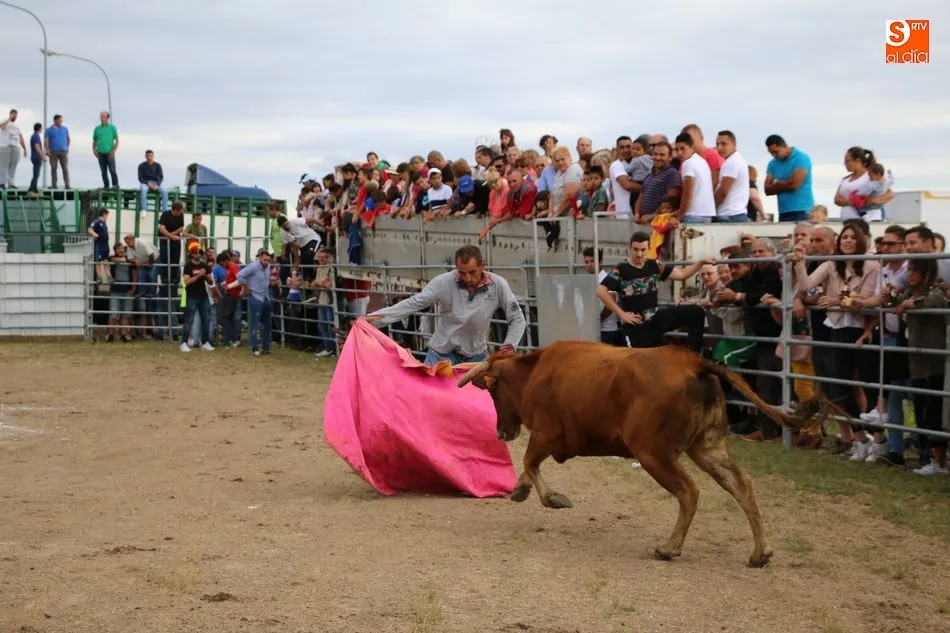 Foto 10 - Bonito festejo taurino en Villar de Peralonso con motivo de las fiestas de San Pedro  