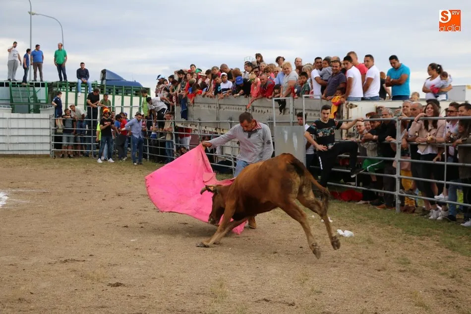 Foto 9 - Bonito festejo taurino en Villar de Peralonso con motivo de las fiestas de San Pedro  