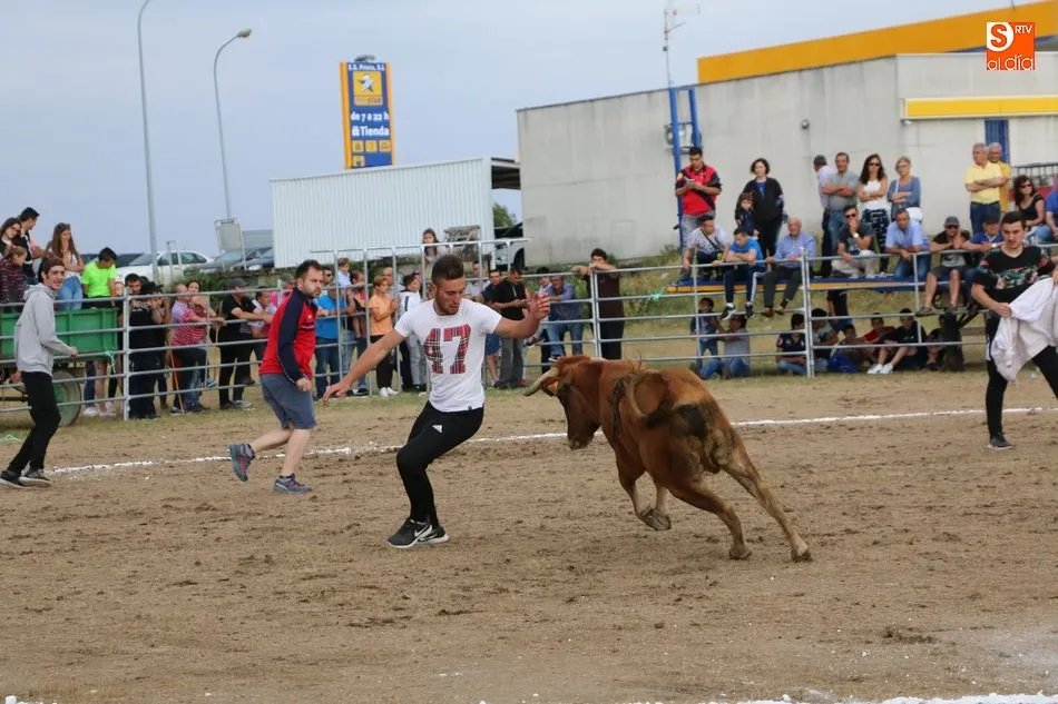 Foto 4 - Bonito festejo taurino en Villar de Peralonso con motivo de las fiestas de San Pedro  