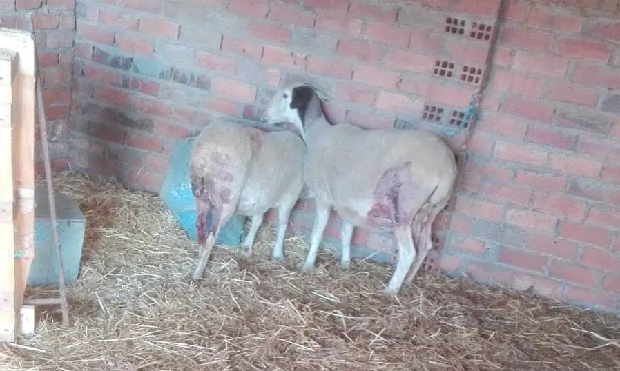 Foto 3 - Cinco ovejas muertas y dos heridas por ataques de los c&aacute;nidos en Cespedosa de Tormes