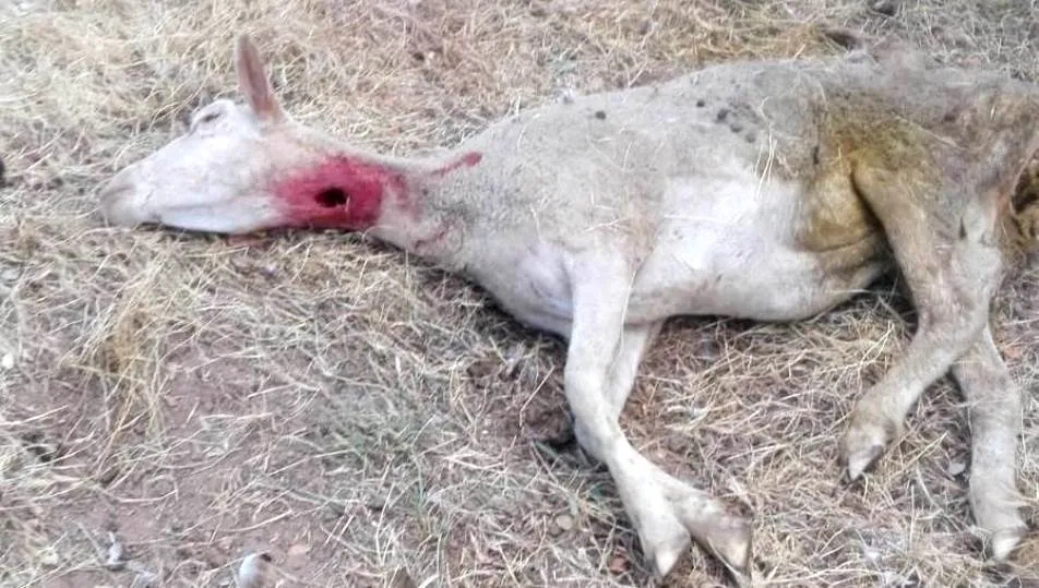 Foto 2 - Cinco ovejas muertas y dos heridas por ataques de los c&aacute;nidos en Cespedosa de Tormes