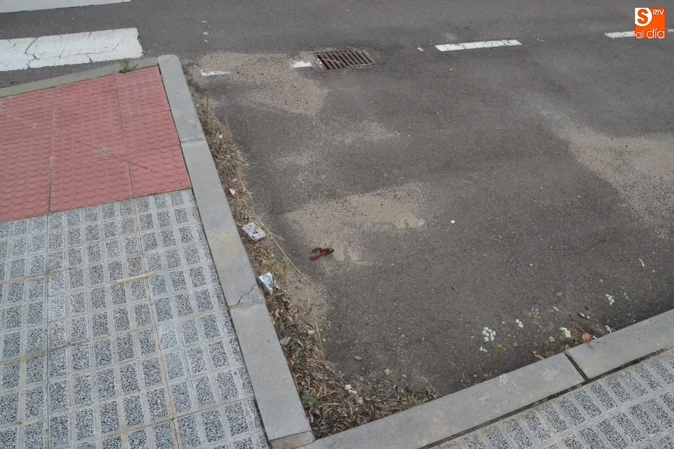 Foto 2 - 1Foto: Un animal fuera de lugar en la avenida que nunca se inaugur&oacute;  