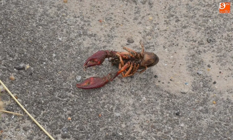 1Foto: Un animal fuera de lugar en la avenida que nunca se inauguró  