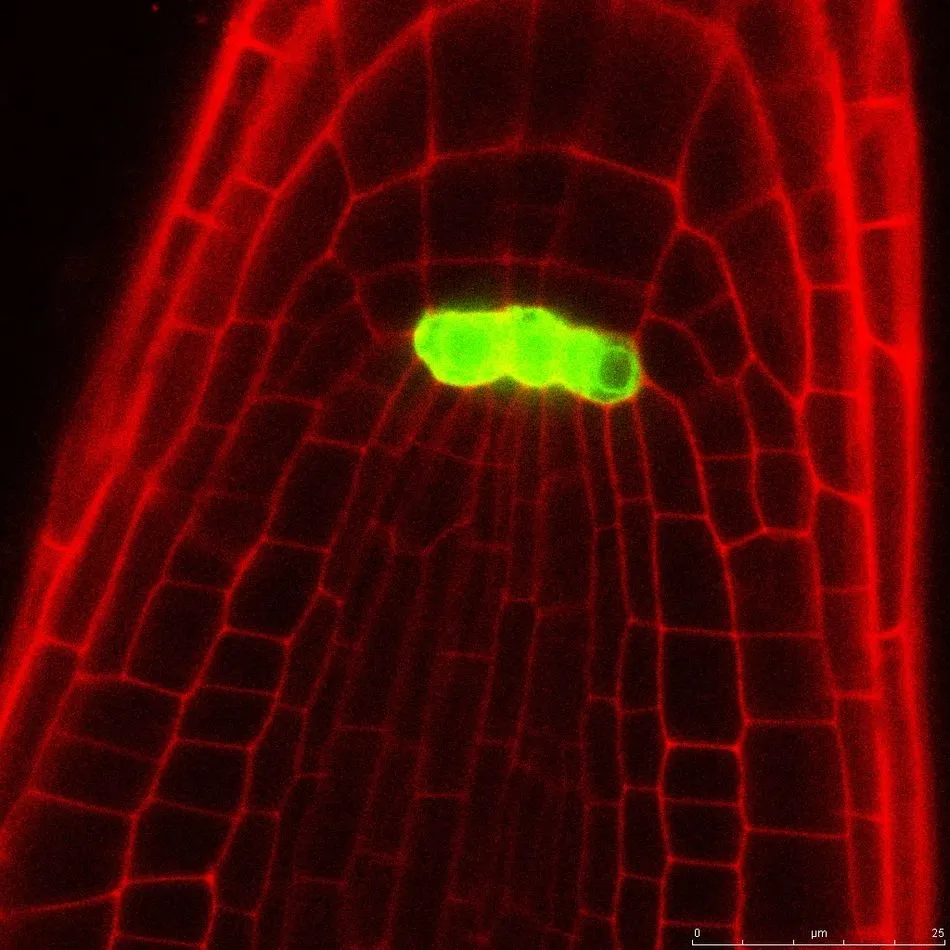 Foto 2 - Salamanca acoge el encuentro de biolog&iacute;a molecular de plantas m&aacute;s importante de Espa&ntilde;a  