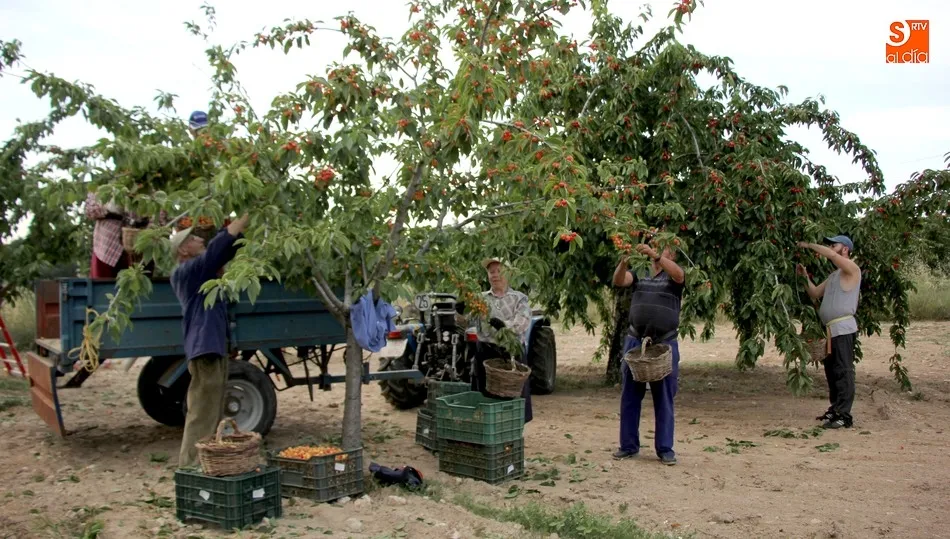 En Mieza esperan concluir la campaña en torno al 10 de julio con unos 100.000 kilos / CORRAL