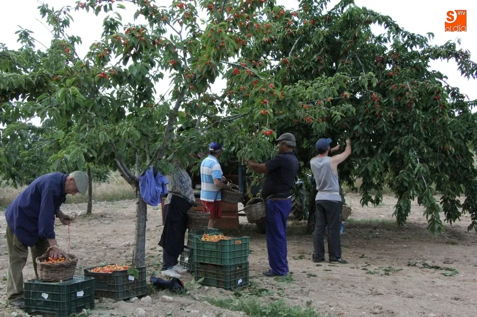 Foto 9 - El exceso de agua echa a perder la producci&oacute;n de cereza de mesa en Salamanca