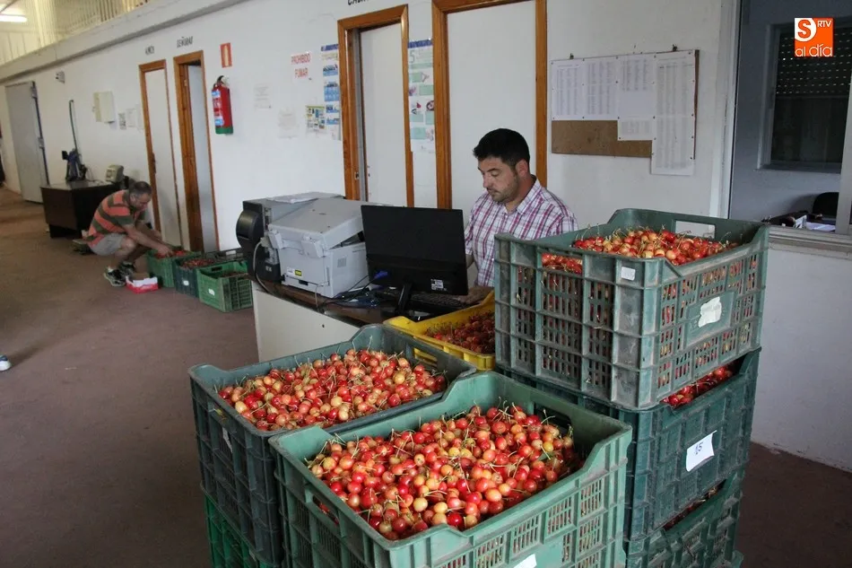 Foto 6 - El exceso de agua echa a perder la producci&oacute;n de cereza de mesa en Salamanca