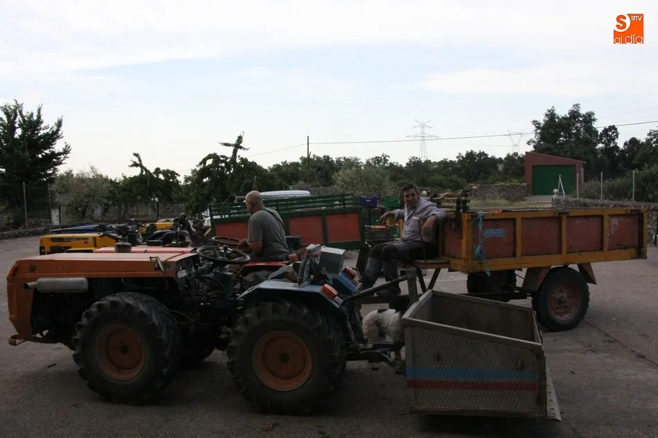 Foto 3 - El exceso de agua echa a perder la producci&oacute;n de cereza de mesa en Salamanca