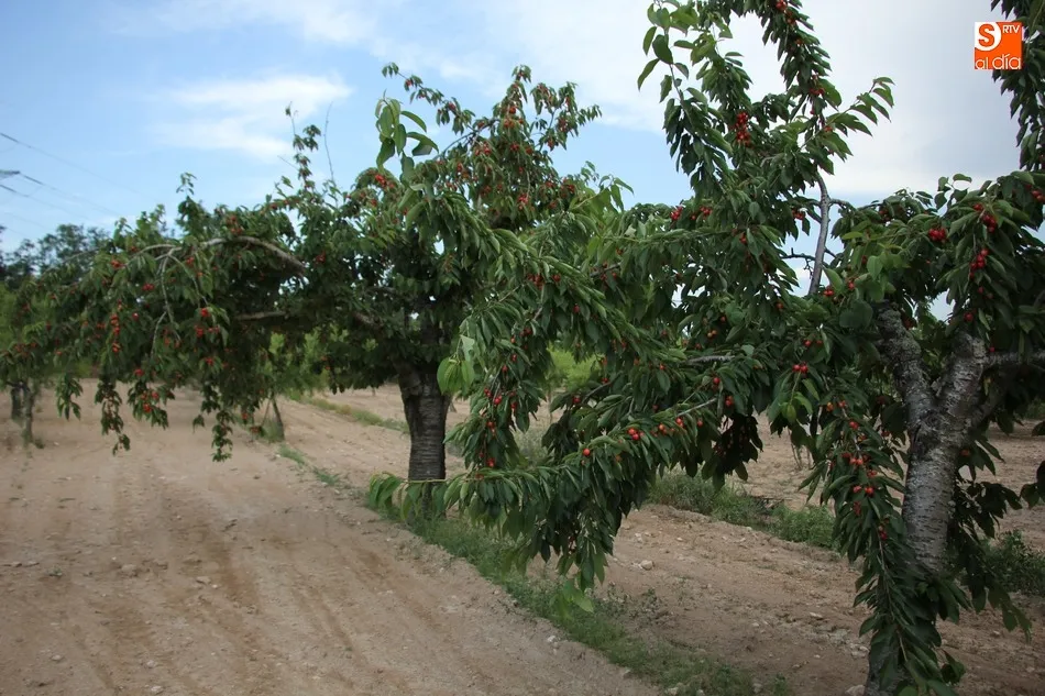 Foto 2 - El exceso de agua echa a perder la producci&oacute;n de cereza de mesa en Salamanca