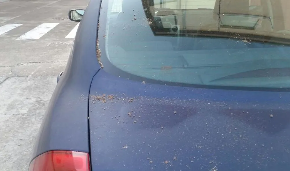 Foto 3 - Denuncian varios actos de vandalismo en Las Canteras y al final de la Avenida de B&eacute;jar  