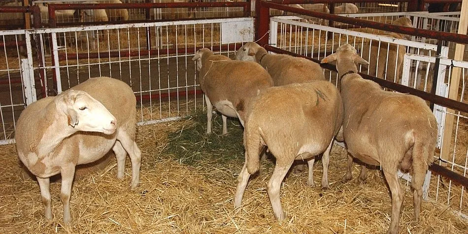 El Ministerio flexibiliza los requisitos en materia de controles oficiales