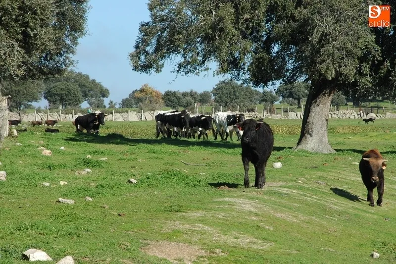 Ejemplares de ganado en el campo.
