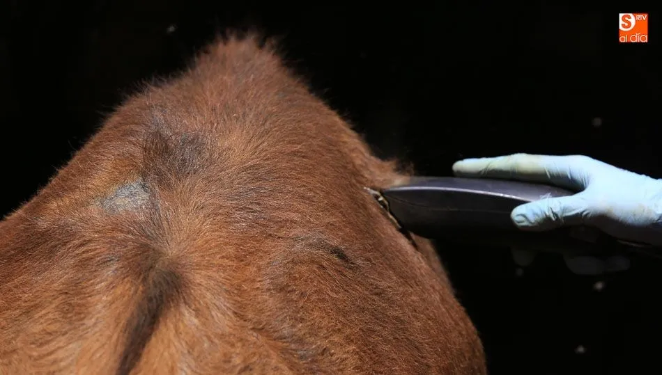 Alarmantes cifras de tuberculosis bovina en la vecina Extremadura. Fotos: Alberto Martín