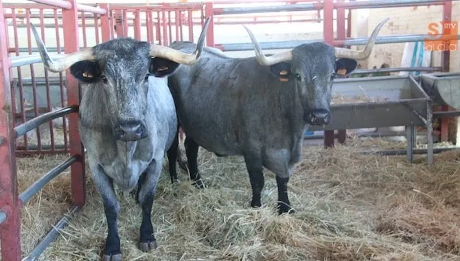 Ejemplares de la raza morucha en la pasada edición de Salamaq