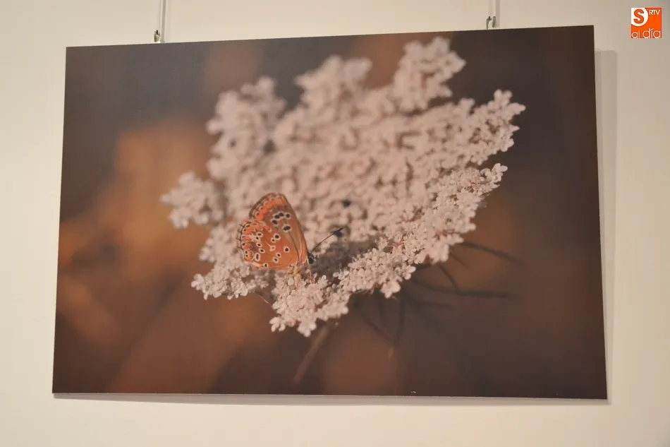 Foto 11 - La Casa de la Cultura se llena de mariposas y lib&eacute;lulas de la mano de Kuki Segovia  
