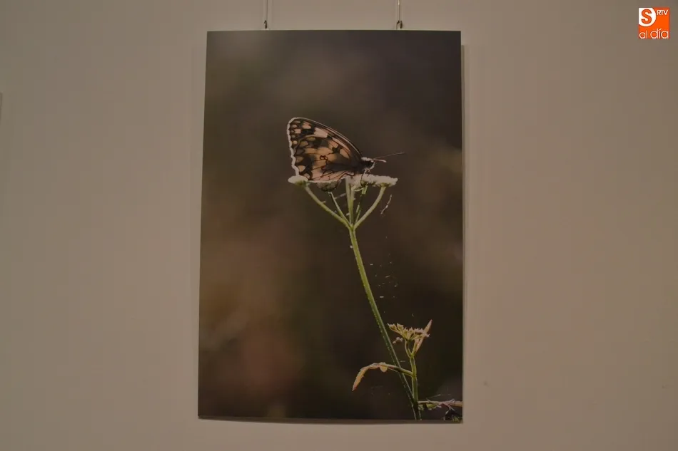 Foto 9 - La Casa de la Cultura se llena de mariposas y lib&eacute;lulas de la mano de Kuki Segovia  