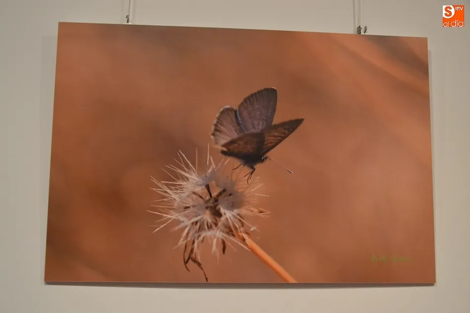 Foto 8 - La Casa de la Cultura se llena de mariposas y lib&eacute;lulas de la mano de Kuki Segovia  