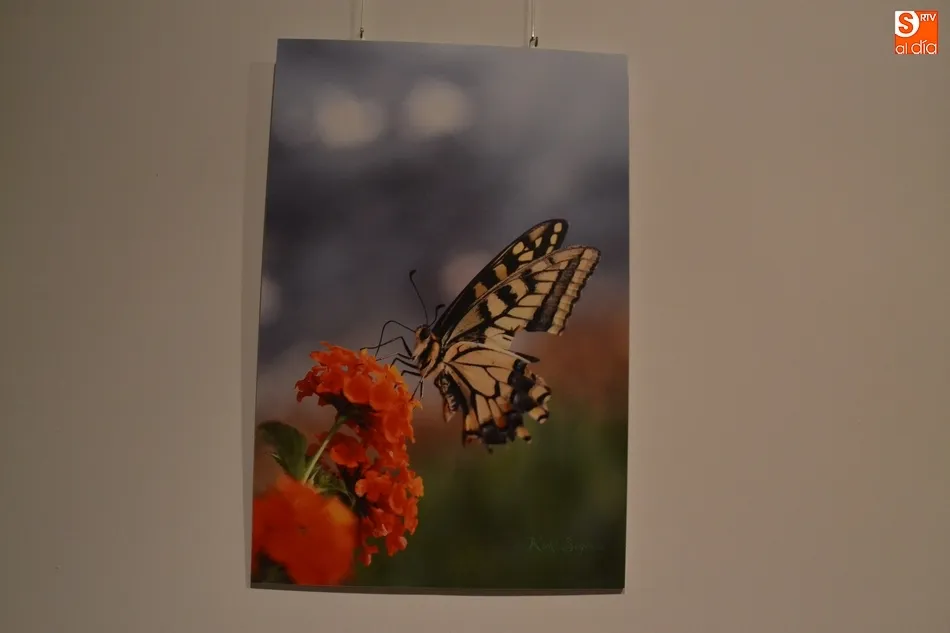 Foto 7 - La Casa de la Cultura se llena de mariposas y lib&eacute;lulas de la mano de Kuki Segovia  