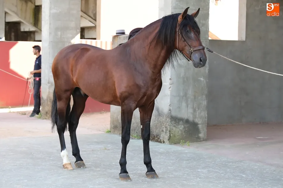Foto 10 - Los mejores caballos de pura raza espa&ntilde;ola, protagonistas en el recinto ferial hasta el domingo