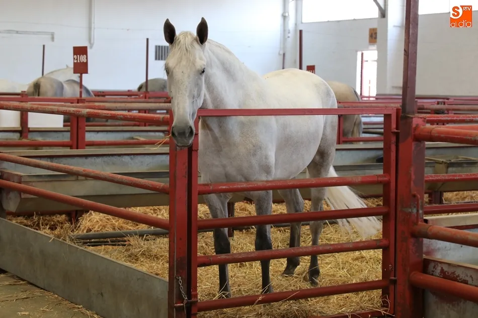 Foto 9 - Los mejores caballos de pura raza espa&ntilde;ola, protagonistas en el recinto ferial hasta el domingo