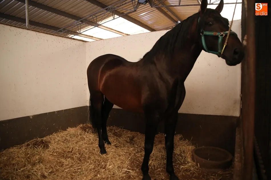 Foto 8 - Los mejores caballos de pura raza espa&ntilde;ola, protagonistas en el recinto ferial hasta el domingo