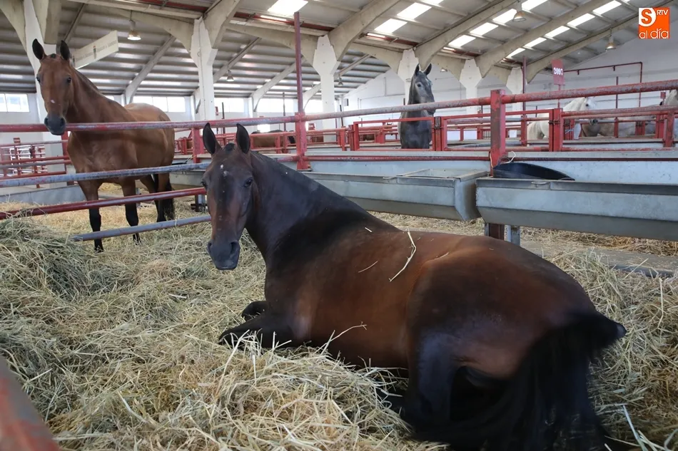 Foto 5 - Los mejores caballos de pura raza espa&ntilde;ola, protagonistas en el recinto ferial hasta el domingo