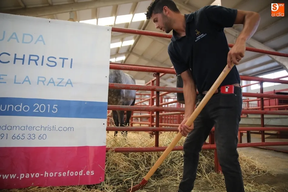 Foto 4 - Los mejores caballos de pura raza espa&ntilde;ola, protagonistas en el recinto ferial hasta el domingo