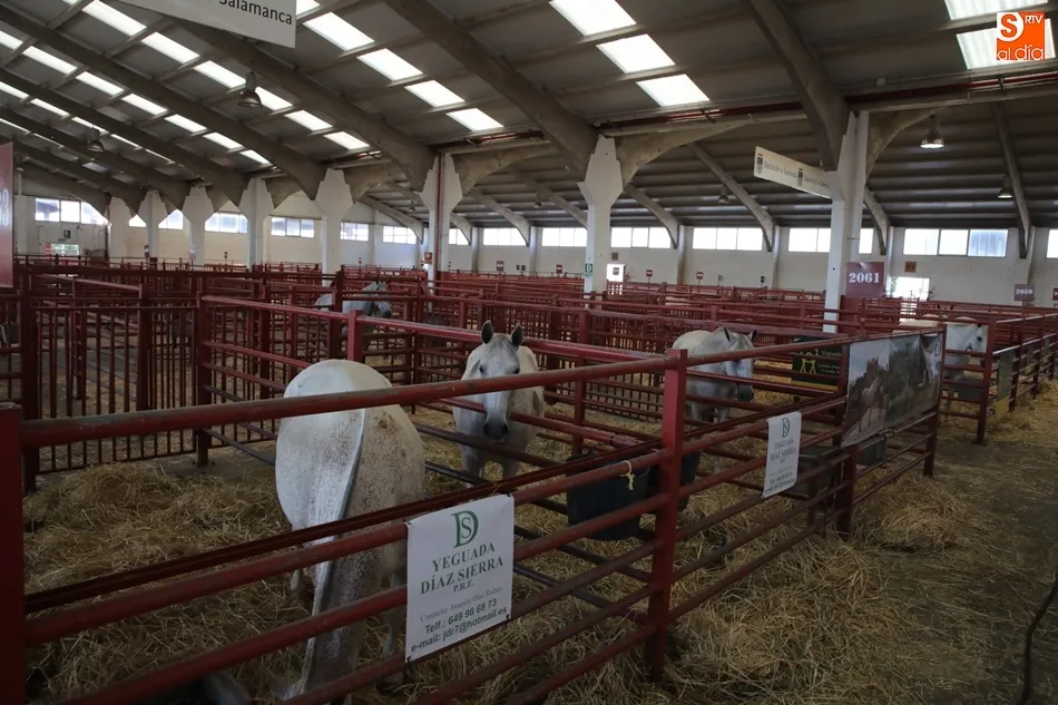 Foto 3 - Los mejores caballos de pura raza espa&ntilde;ola, protagonistas en el recinto ferial hasta el domingo