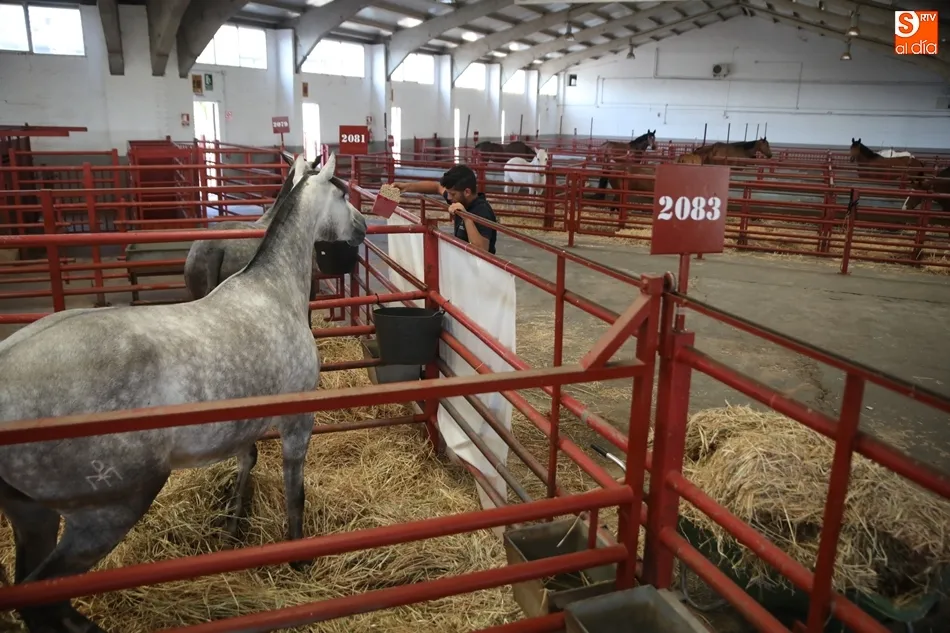 Foto 2 - Los mejores caballos de pura raza espa&ntilde;ola, protagonistas en el recinto ferial hasta el domingo